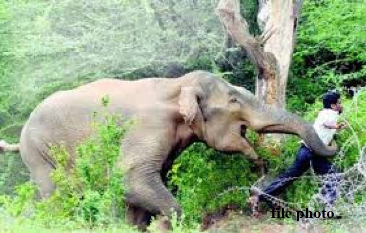 जङ्गली हात्तीको आक्रमणबाट वनका चौकीदारको मृत्यु