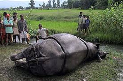 नारायणी नदीमा मृत गैंडा फेला