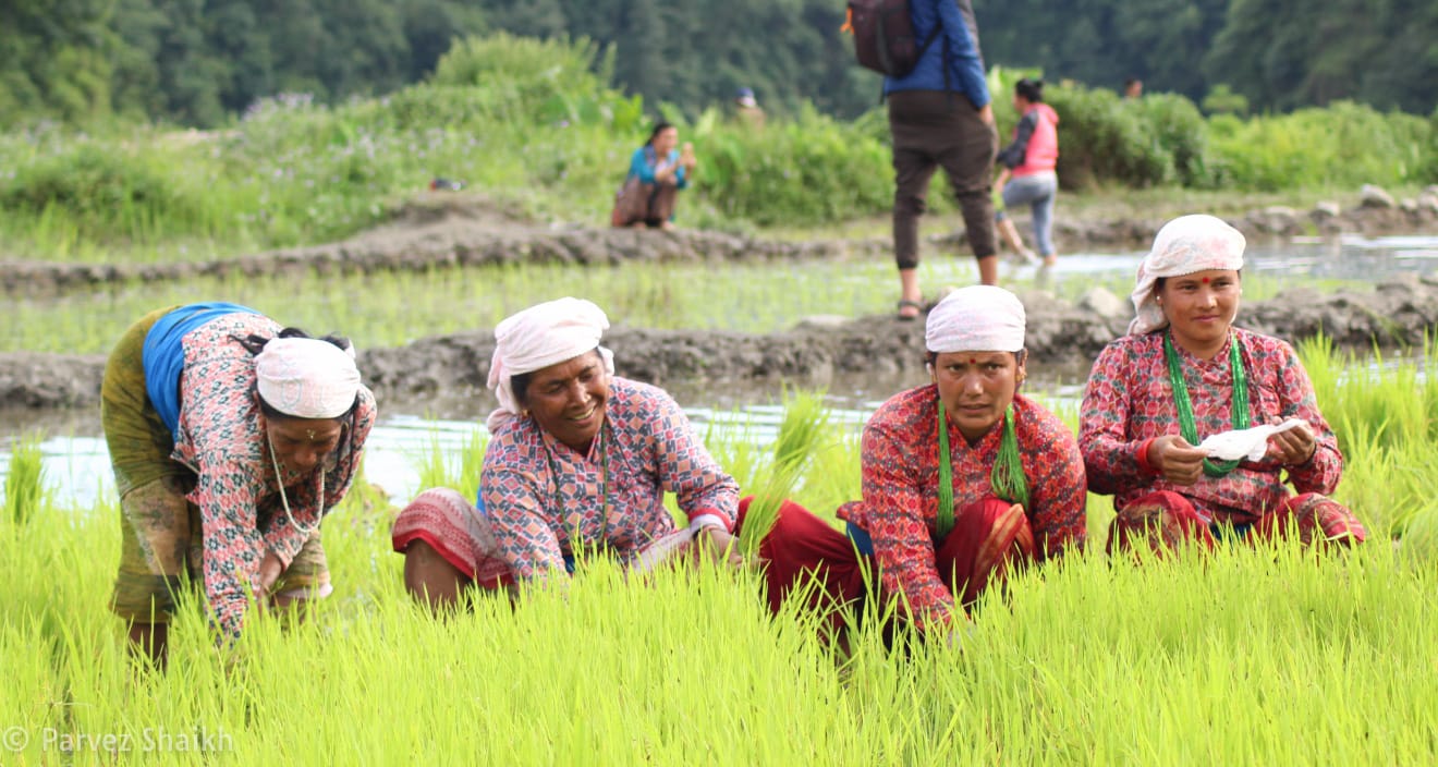 धान उत्पादनमा कमीः किसान आर्थिक मारमा
