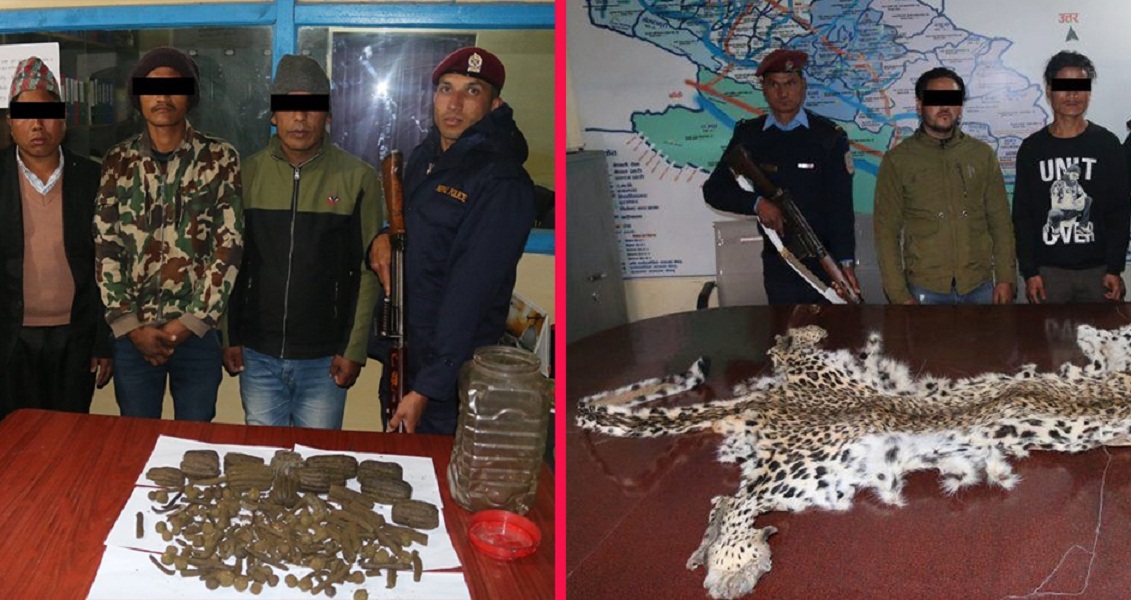 दाङमा चरेश र चितुवाको छालासहित पाँच जना पक्राउ