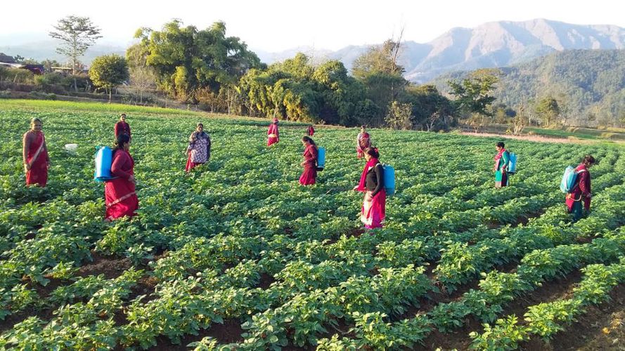 विदेशबाट फर्केका युवाहरु कृषिबाट राम्रो आम्दानी गर्दै
