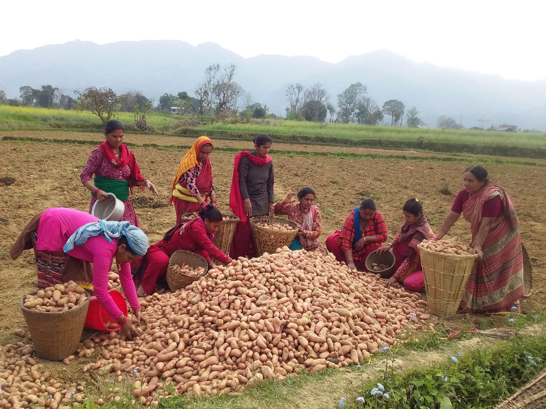 आलु उत्पादन बढेपछि महिला  हौसिए