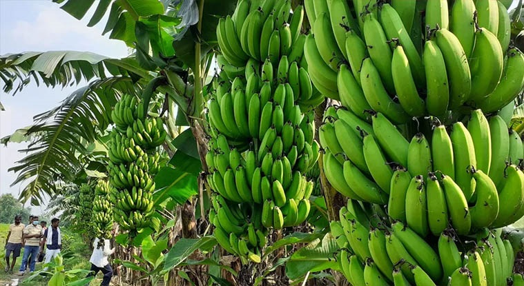 छठका लागि ४ करोडको केरा आयात