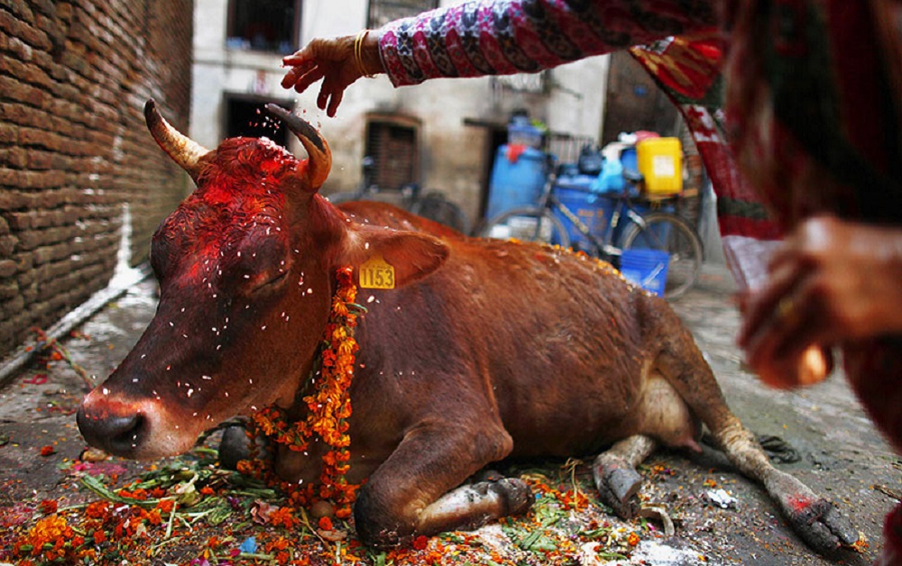तिहारको तेस्रो दिन आज गाई पूजा गरिदैँ