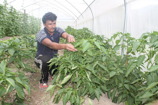 खेतीपाति र कृषि कर्मबाटै मासिक एक लाख बचत