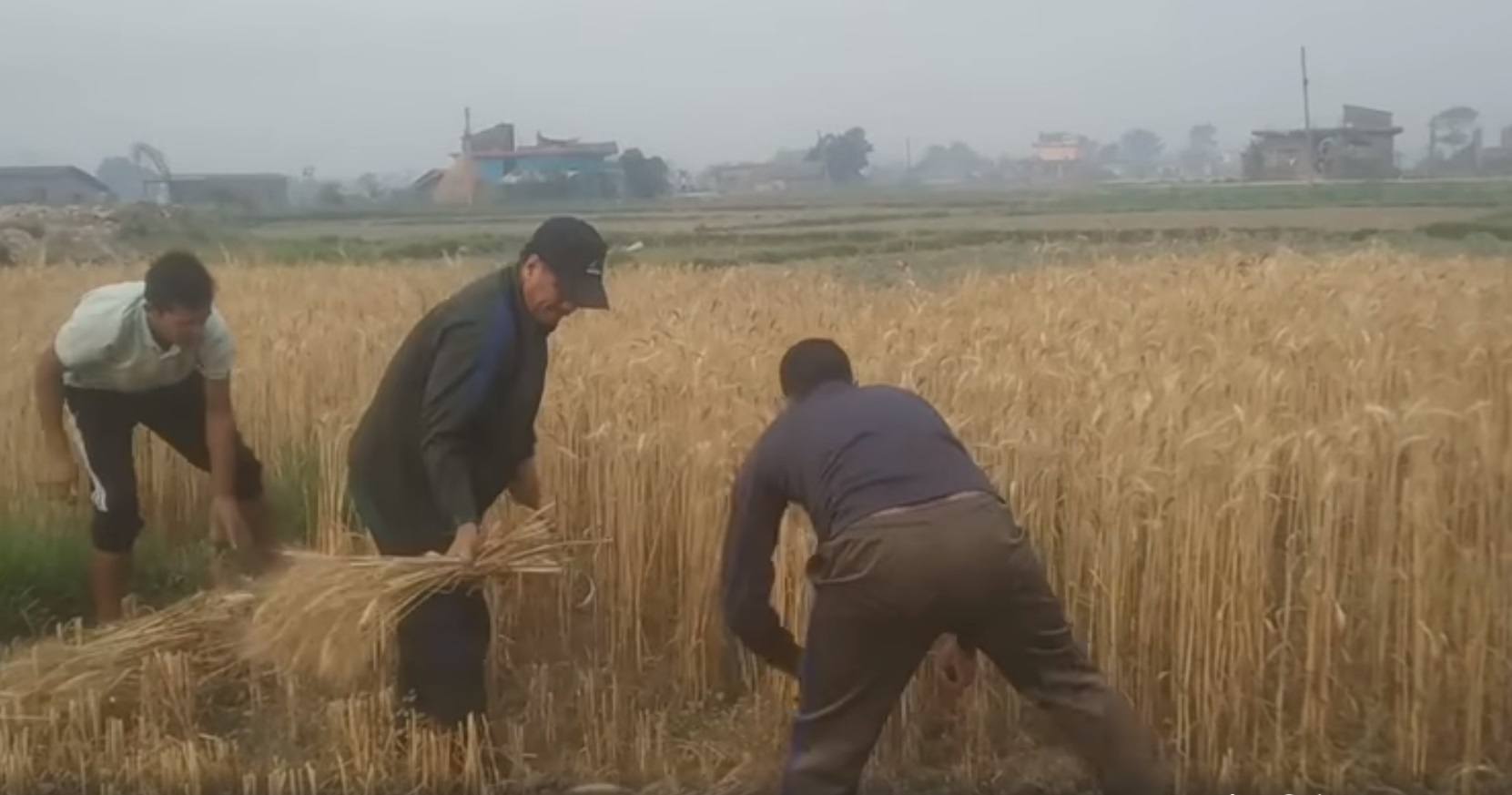 जब विप्लव हँसिया लिएर गहुँ काट्न खेतमा पुगे (भिडियो)
