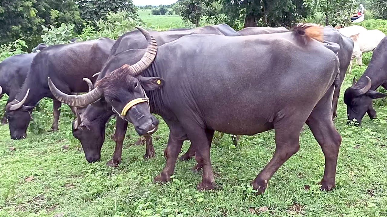 रक्सी पिएर मातिएका भैंसीहरूले खोले अवैध धन्धाको पोल !