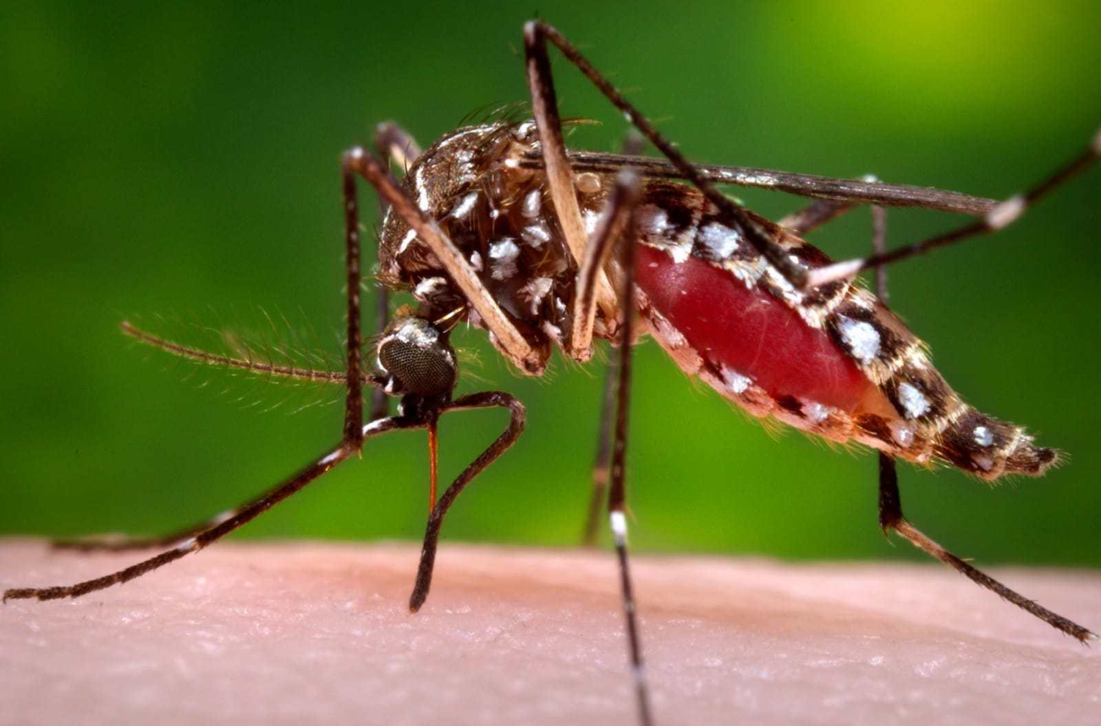 सुदूरपश्चिममा डेङ्गुको उच्च जोखिम