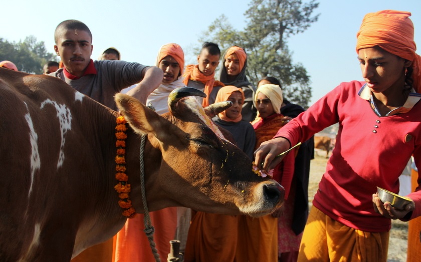 तिहारको चौथो दिनः  आज गाई र गोरू पूजा गरिँदै, म्ह पूजा पनि आजै