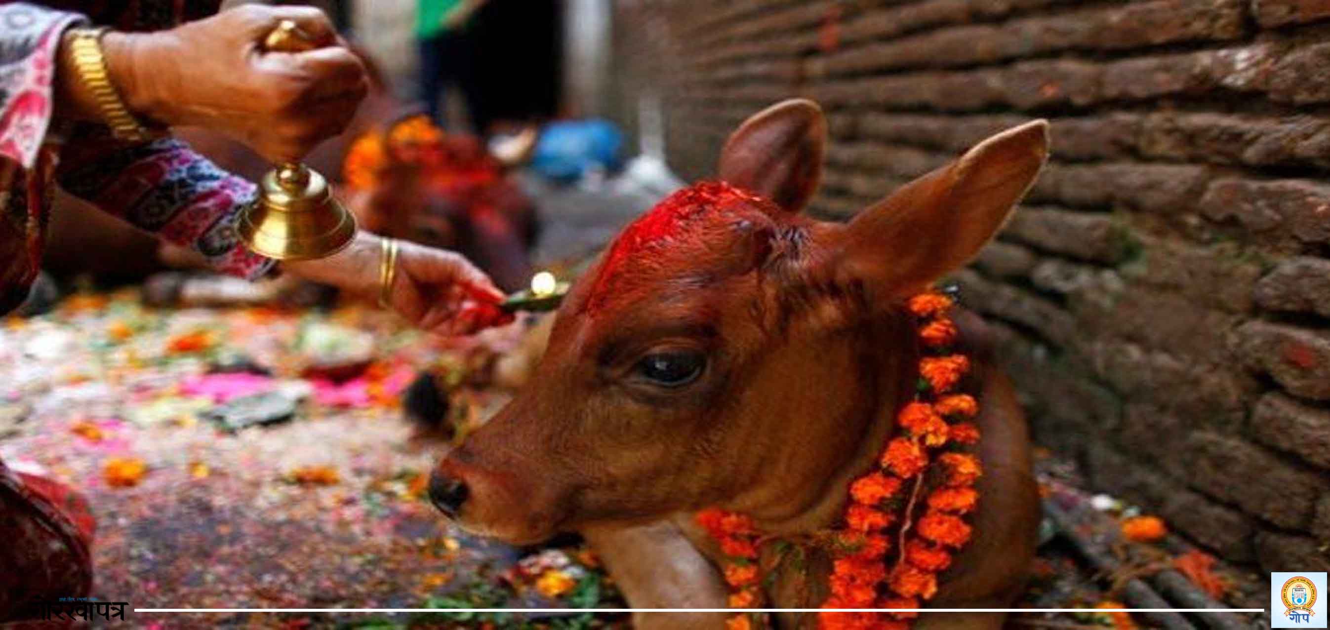 आज गाईको पूजाआजा गरी मनाइँदै