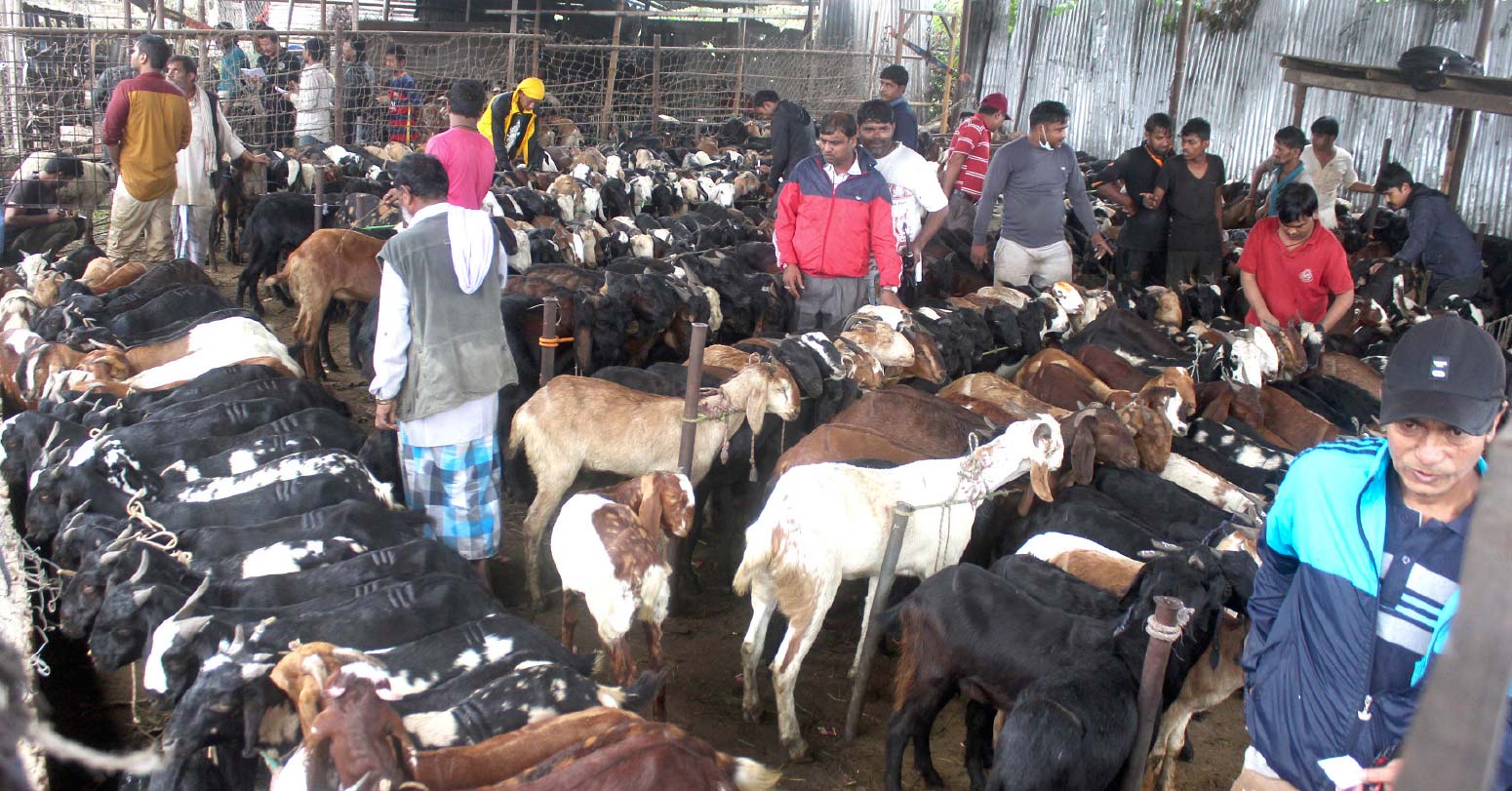 दसैँलाई लक्षित गरेर उपत्यकामा खसीबोका ल्याइदैं, कतिपर्छ मूल्य ?