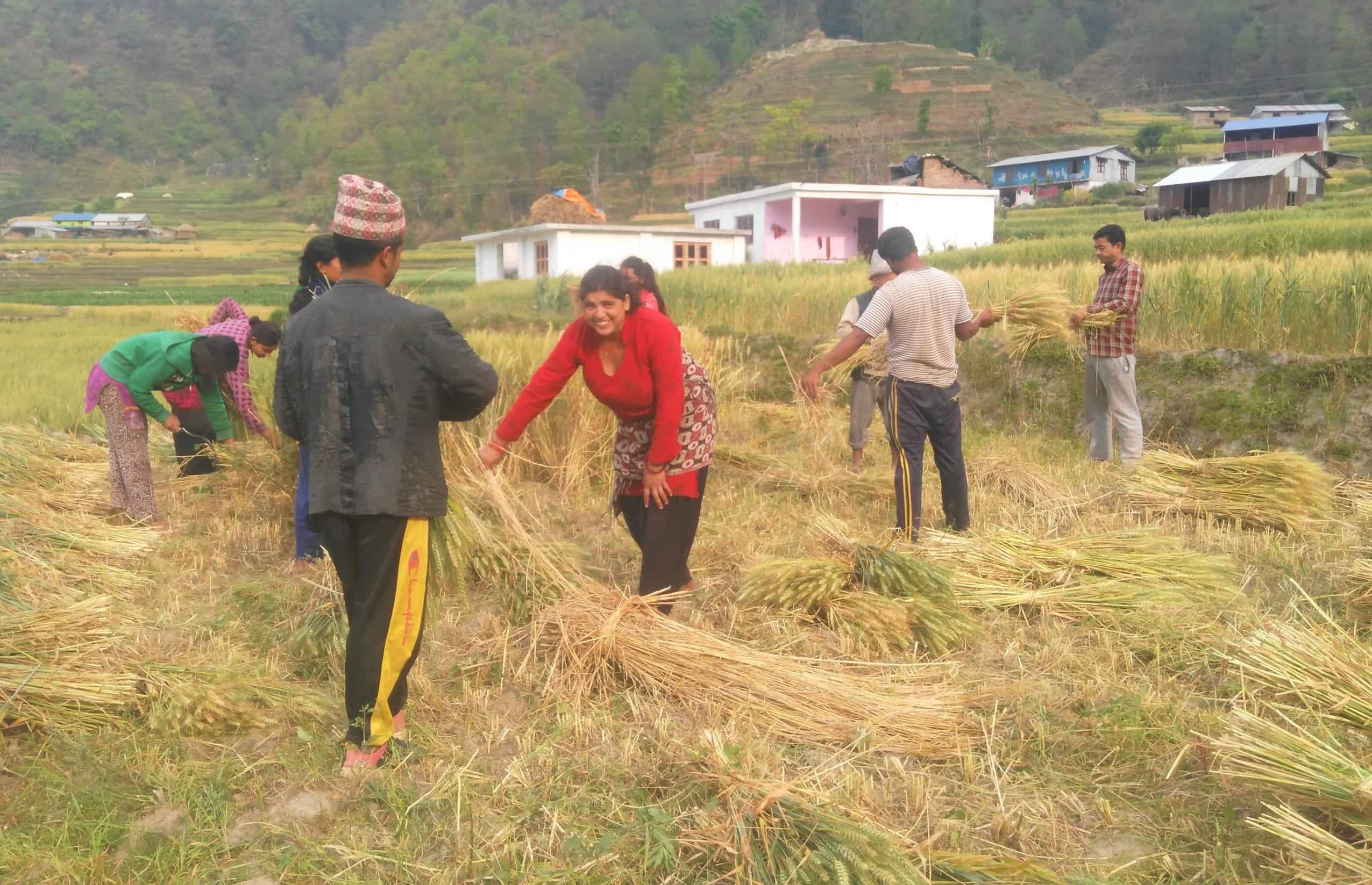धान भित्र्याउने बेला वर्षा भएपछि मर्कामा किसान