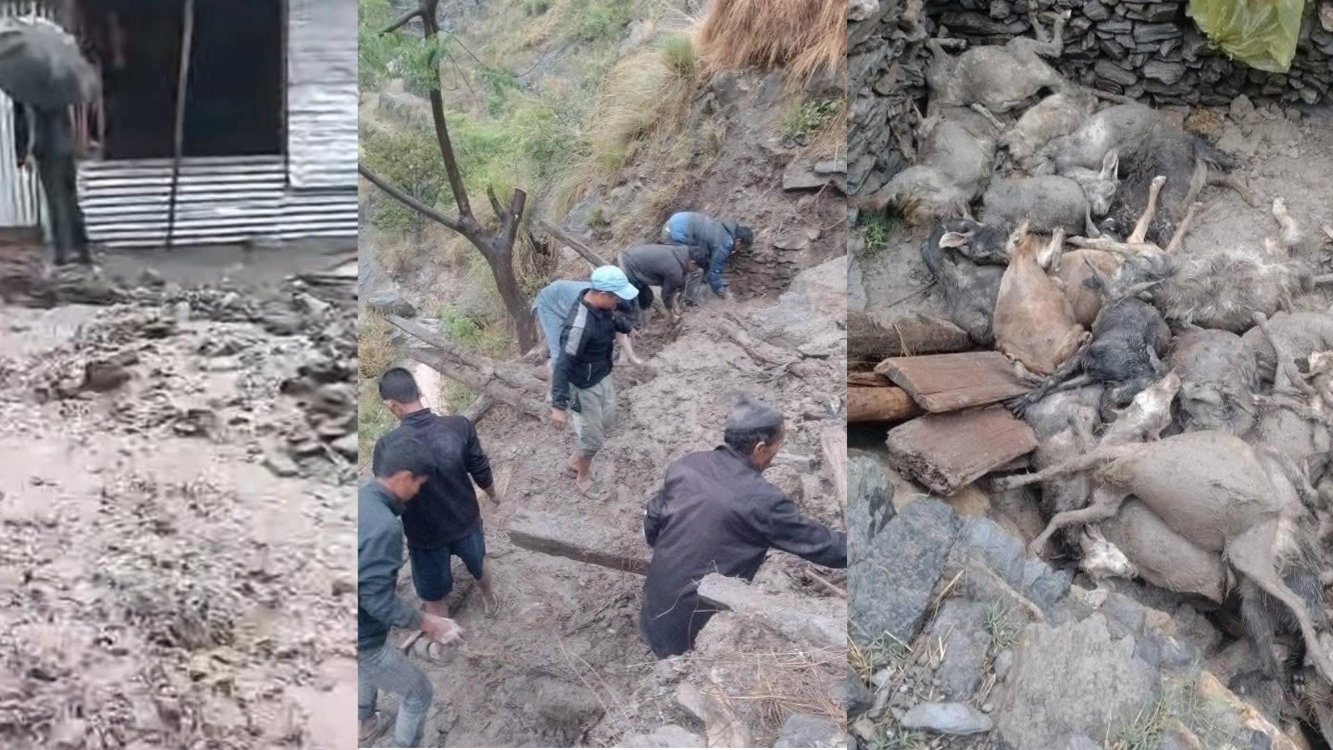 हुम्लामा वर्षासहितको बाढी, १० भन्दा बढी घर पसलमा क्षति, भेडीगोठका २६ बाख्रा पुरिए