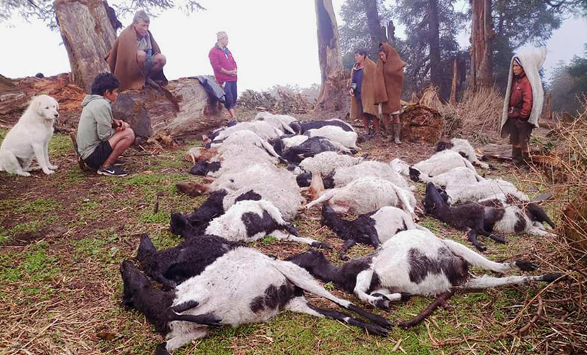 जुम्लामा चट्याङबाट मरे पाँच सय भेंडा