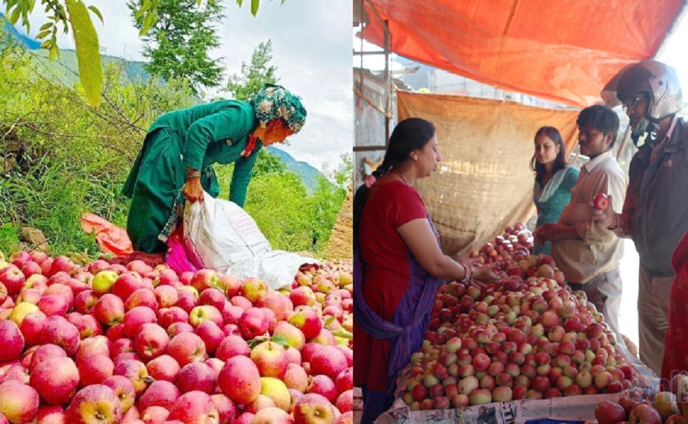 स्याउको मूल्य : डोल्पामा प्रतिकिलो रु. ३० काठमाडौंमा ३५०