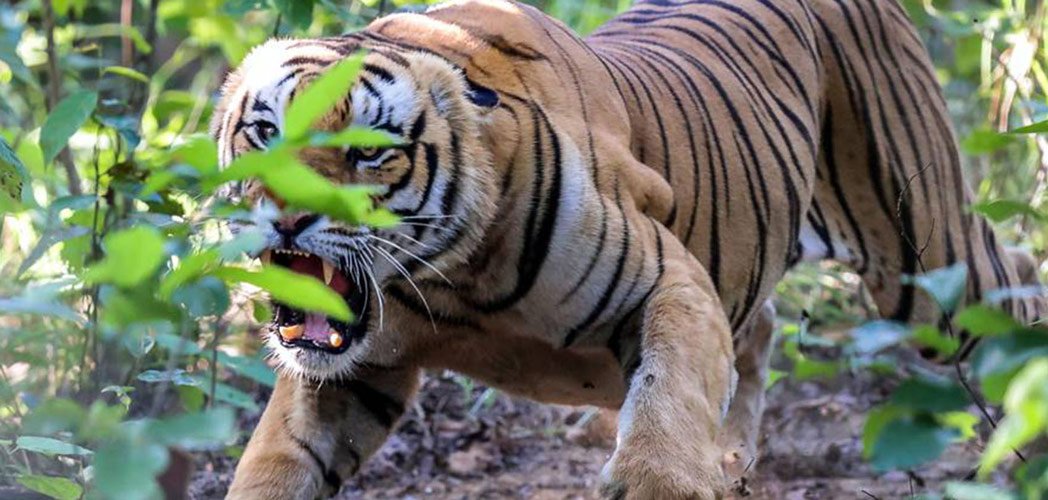 बाघको आक्रमणबाट चितवनमा एकजनाको मृत्यु