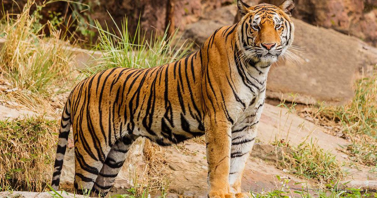 बर्दियामा पाटे बाघले मोटरसाइकलमै झम्टेर महिलालाई बेपत्ता पार्‍यो