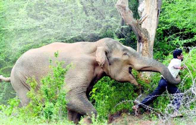 हात्तीसँग सेल्फी खिच्ने क्रममा एक जनाको मृत्यु